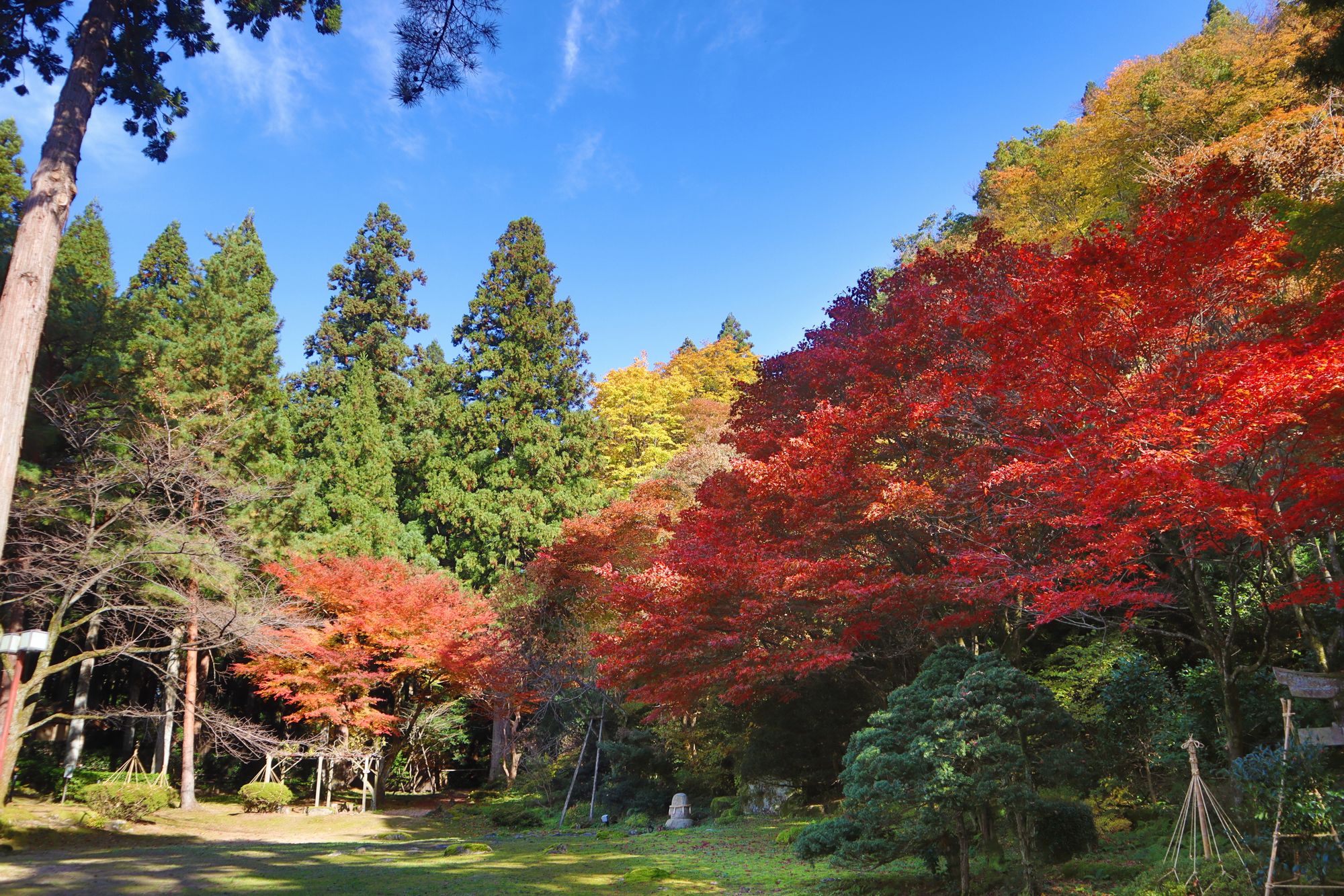 長生館の紅葉は11月中旬が見ごろです